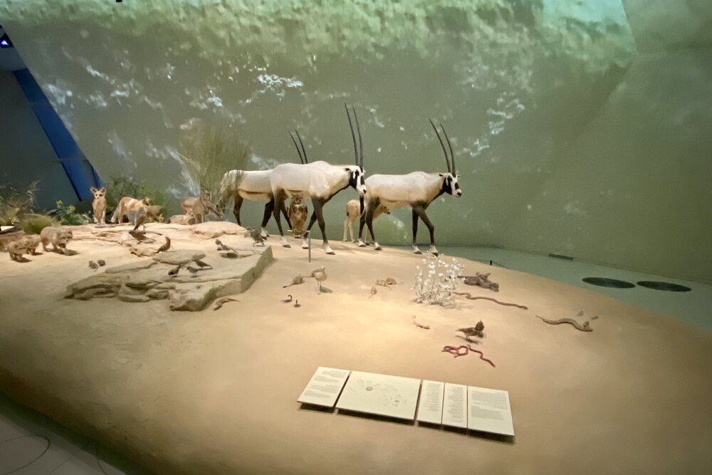 National Museum of Qatar – Exhibits