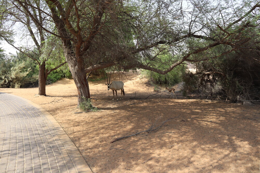 Al Maha Desert Resort Dubai – Arabian oryx