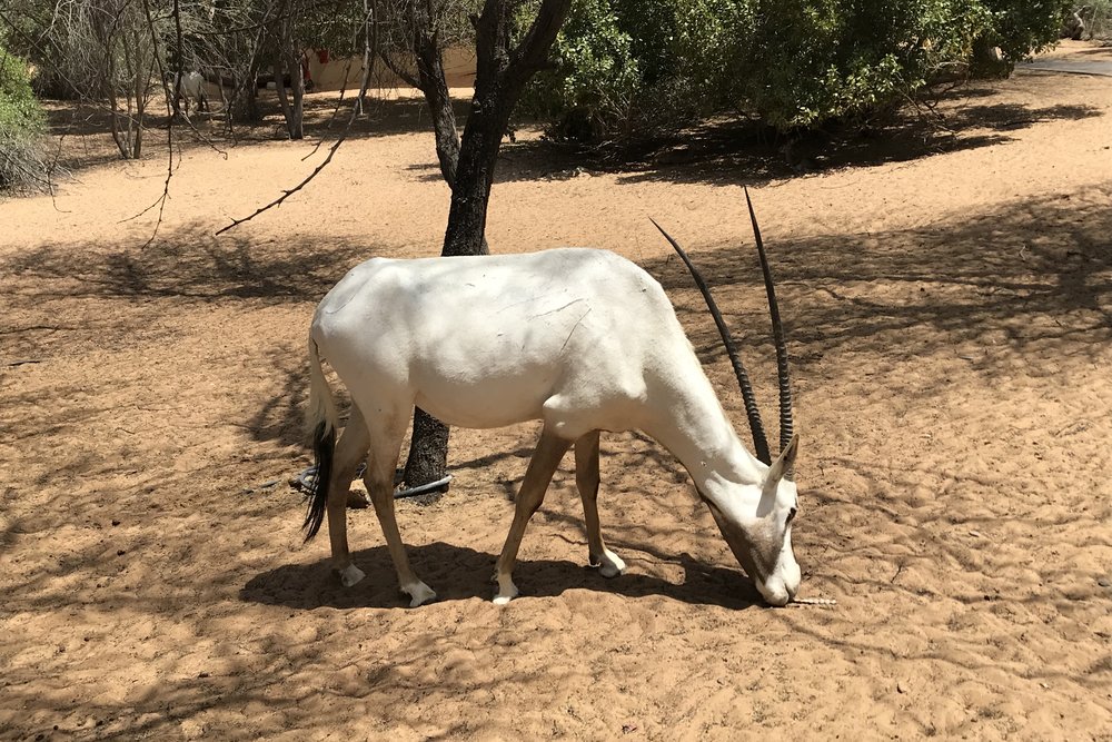 The Arabian oryx