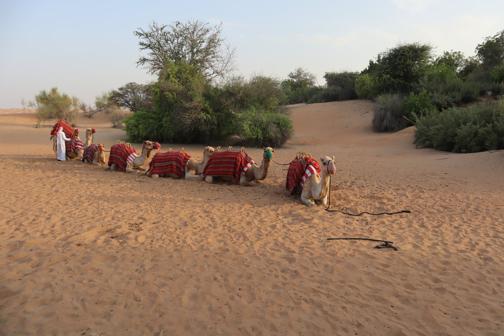 Camel ride at Al Maha