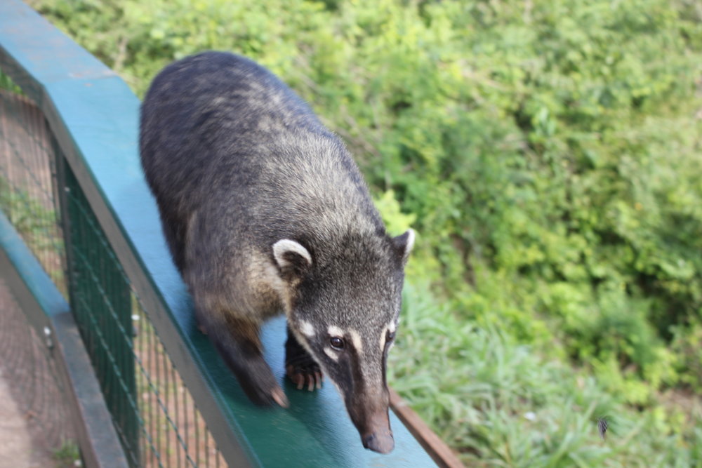 Iguazu Falls – South American coati