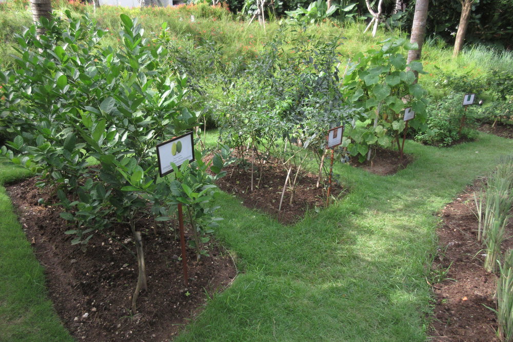 The Ritz-Carlton, Bali – Herb garden