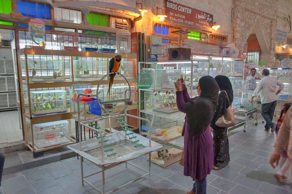 Souq Waqif bird market