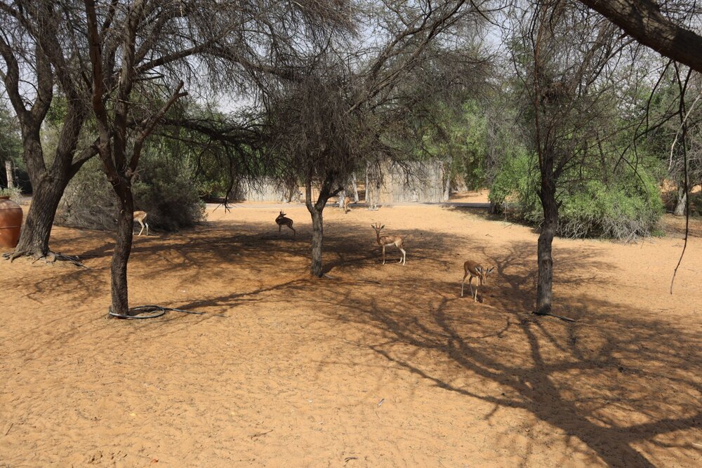 Al Maha Desert Resort Dubai – Gazelles