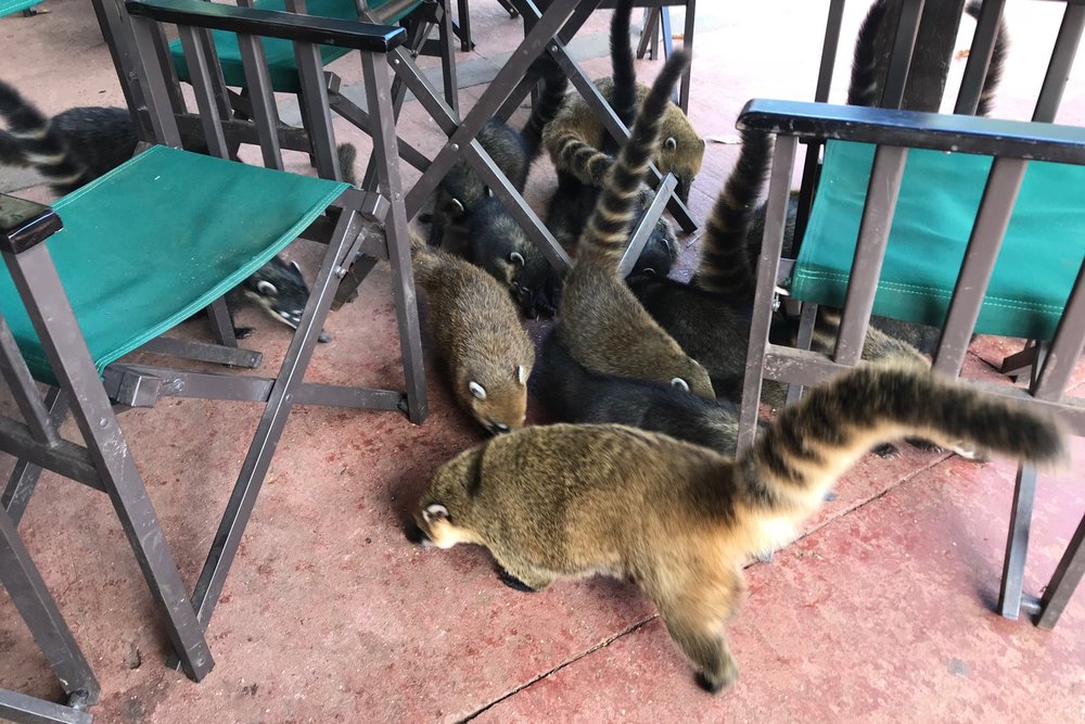 Iguazu Falls – Coatis wreaking havoc