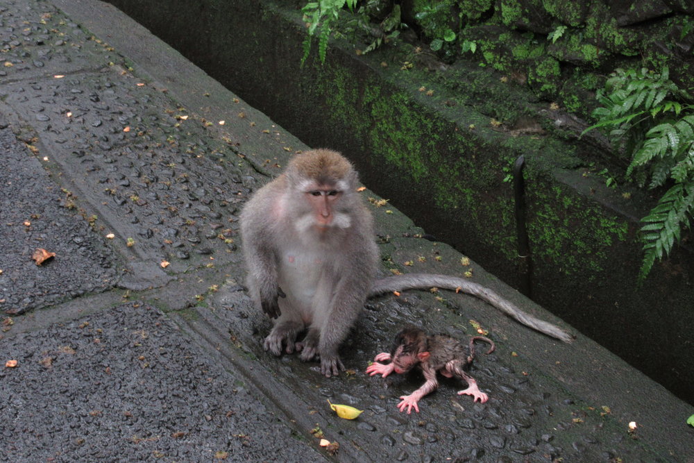 Sacred Monkey Forest – Mother and her little one