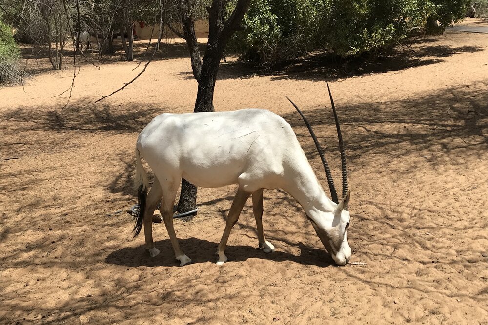 Al Maha Desert Resort Dubai – Arabian oryx