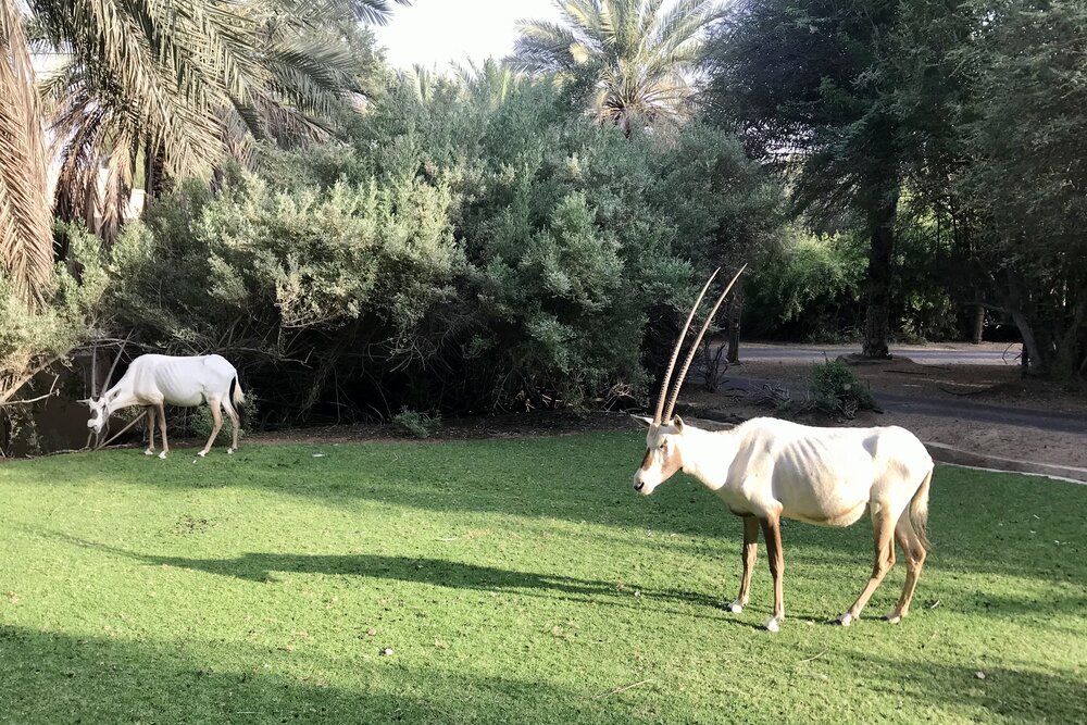 Al Maha Desert Resort Dubai – Arabian oryx