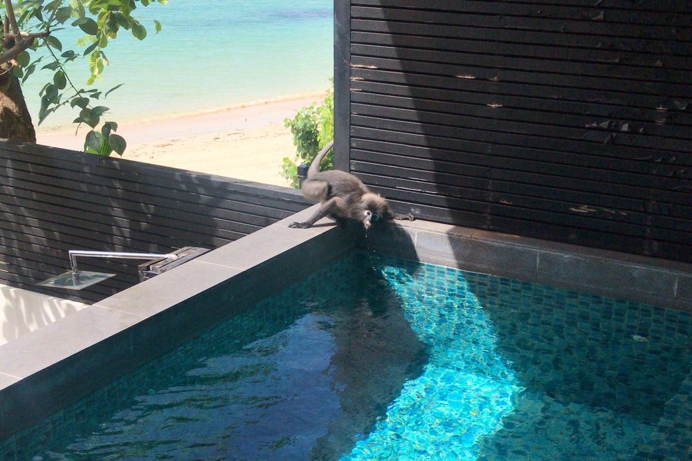 The Andaman Langkawi – Monkeys!