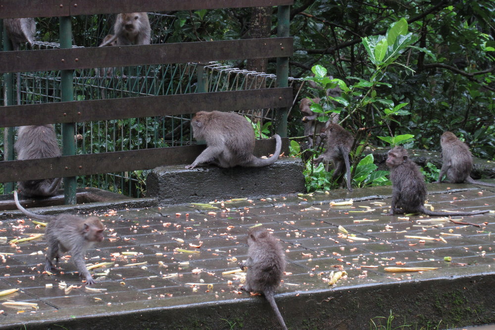 Sacred Monkey Forest – Feeding time!