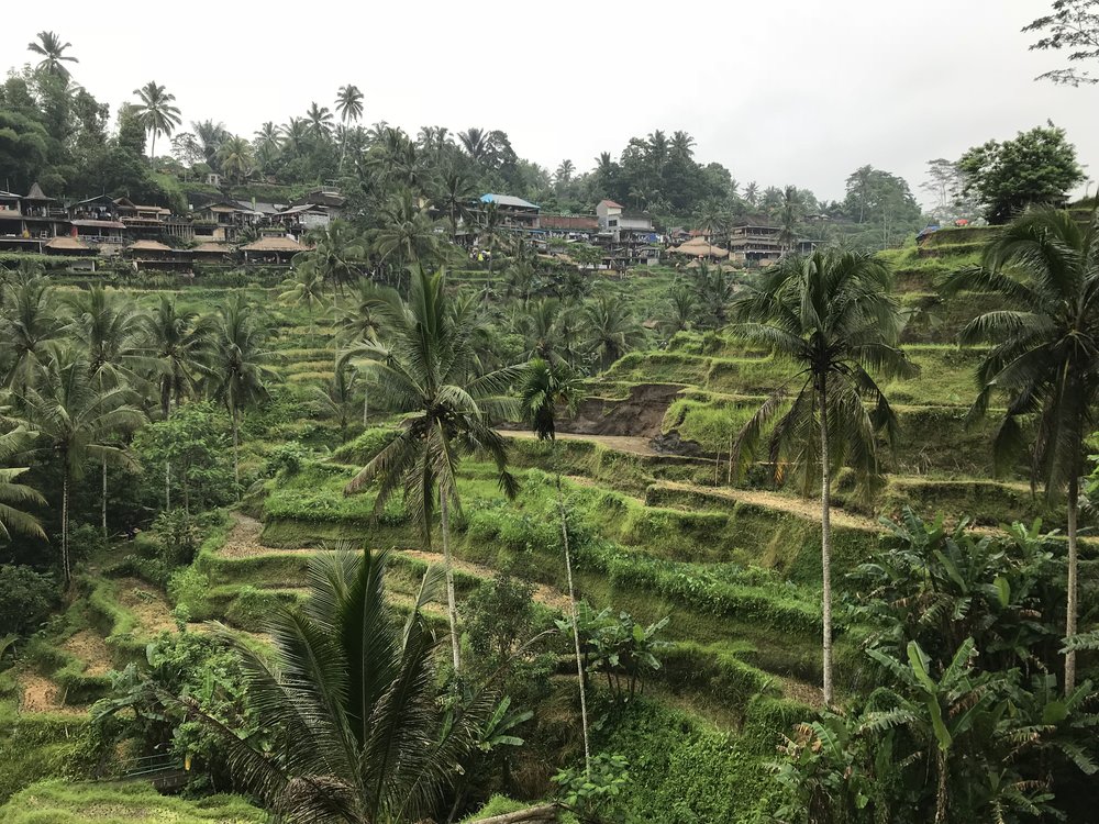 Tegalalang Rice Terrace