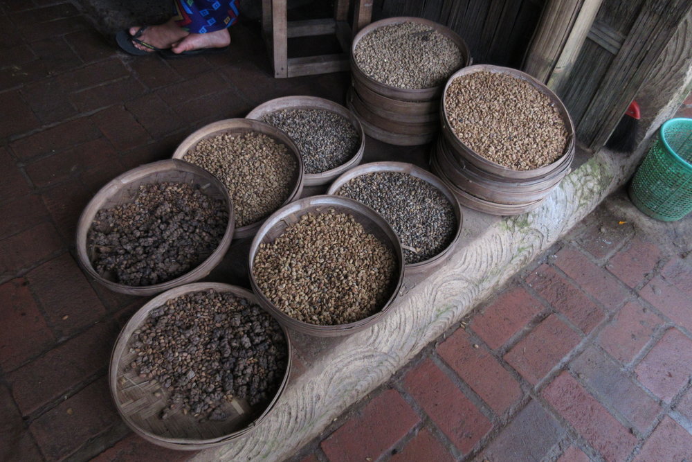 Luwak coffee beans, hand-picked from the droppings of the Asian palm civet