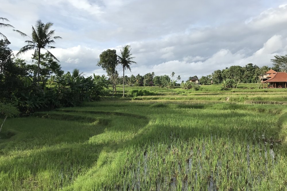 Campuhan Ridge, Bali