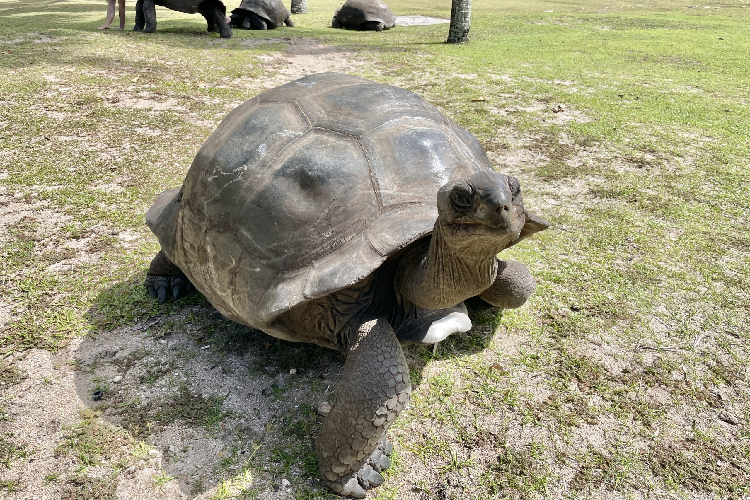 Curieuse Island tortoise